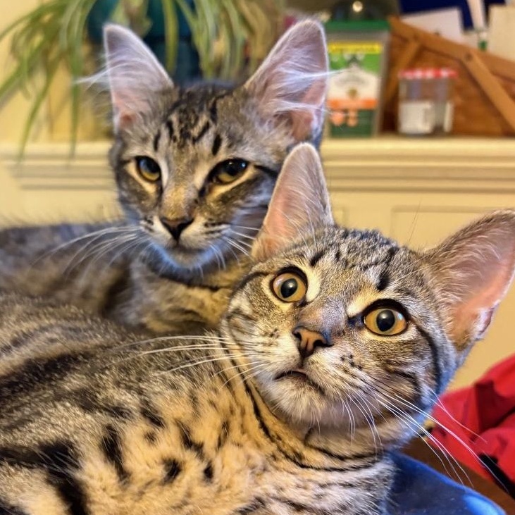 Enlarge Kermit, a ADOPTABLE Domestic Medium Hair in Huntington, MA image 2/4
