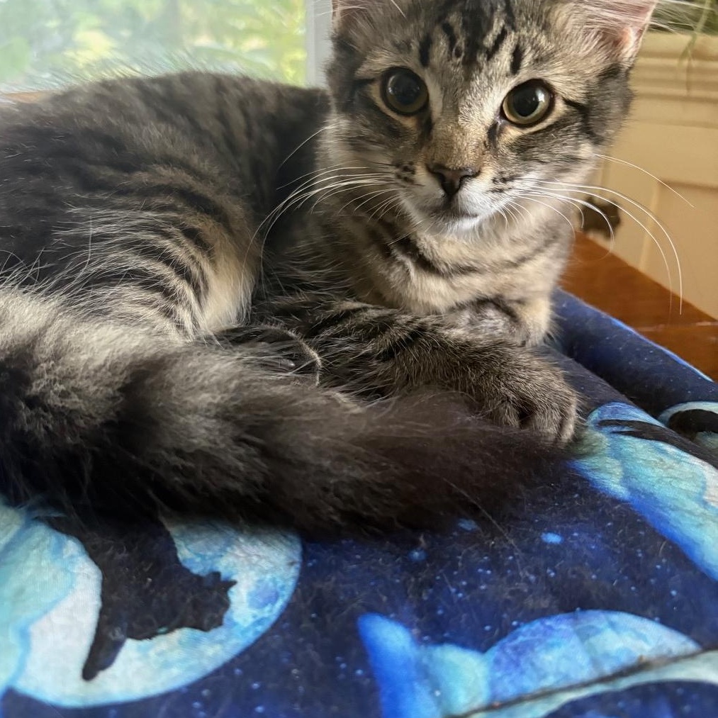 Enlarge Kermit, a ADOPTABLE Domestic Medium Hair in Huntington, MA image 3/4