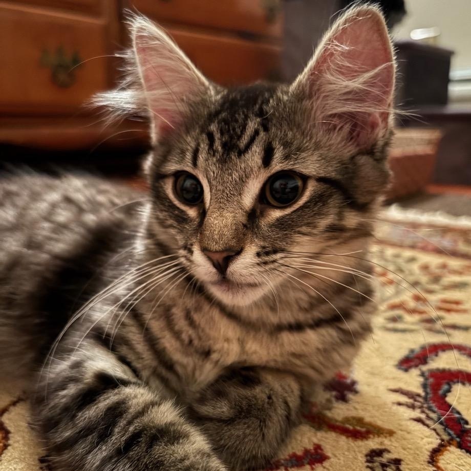 Kermit, ADOPTABLE, Kitten Female Domestic Medium Hair.