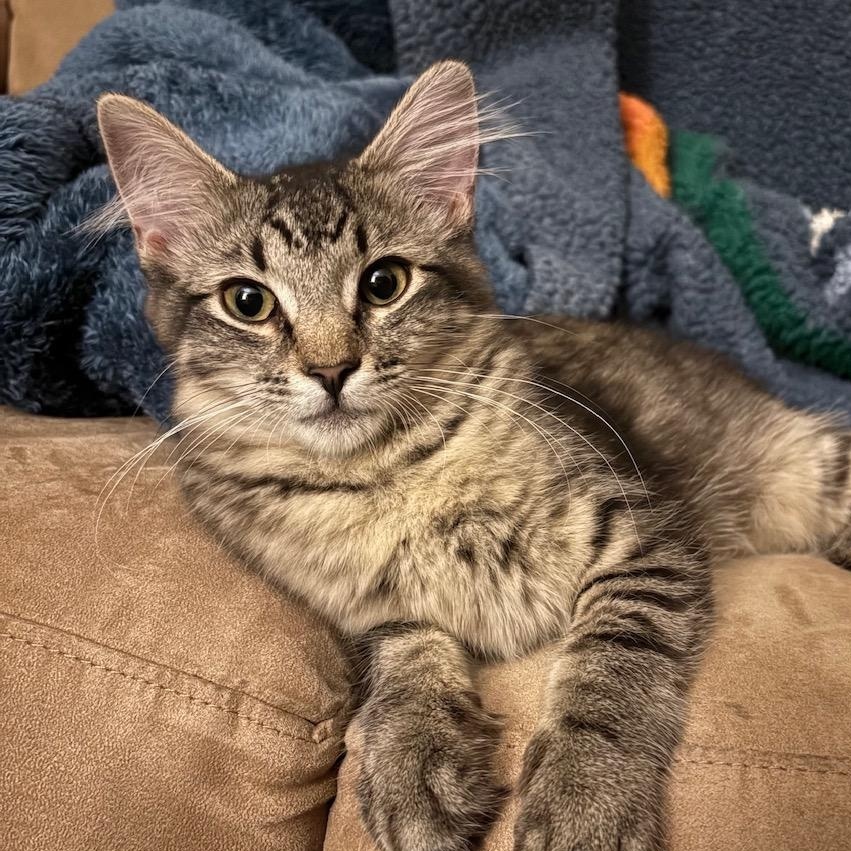 Enlarge Kermit, a ADOPTABLE Domestic Medium Hair in Huntington, MA image 4/4