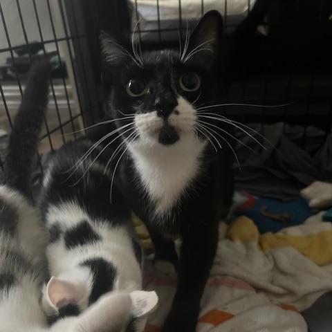 Enlarge Nitro, a Adoptable mixed breed in San Antonio, TX image 3/6