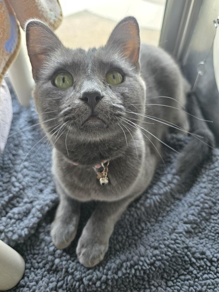 Enlarge Clover, a Adoptable mixed breed in Wellington, KS image 2/4