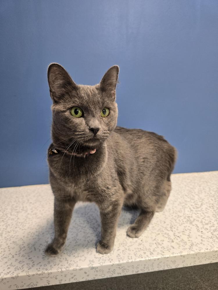 Enlarge Clover, a Adoptable mixed breed in Wellington, KS image 3/4