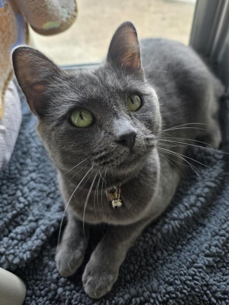 Enlarge Clover, a Adoptable mixed breed in Wellington, KS image 4/4