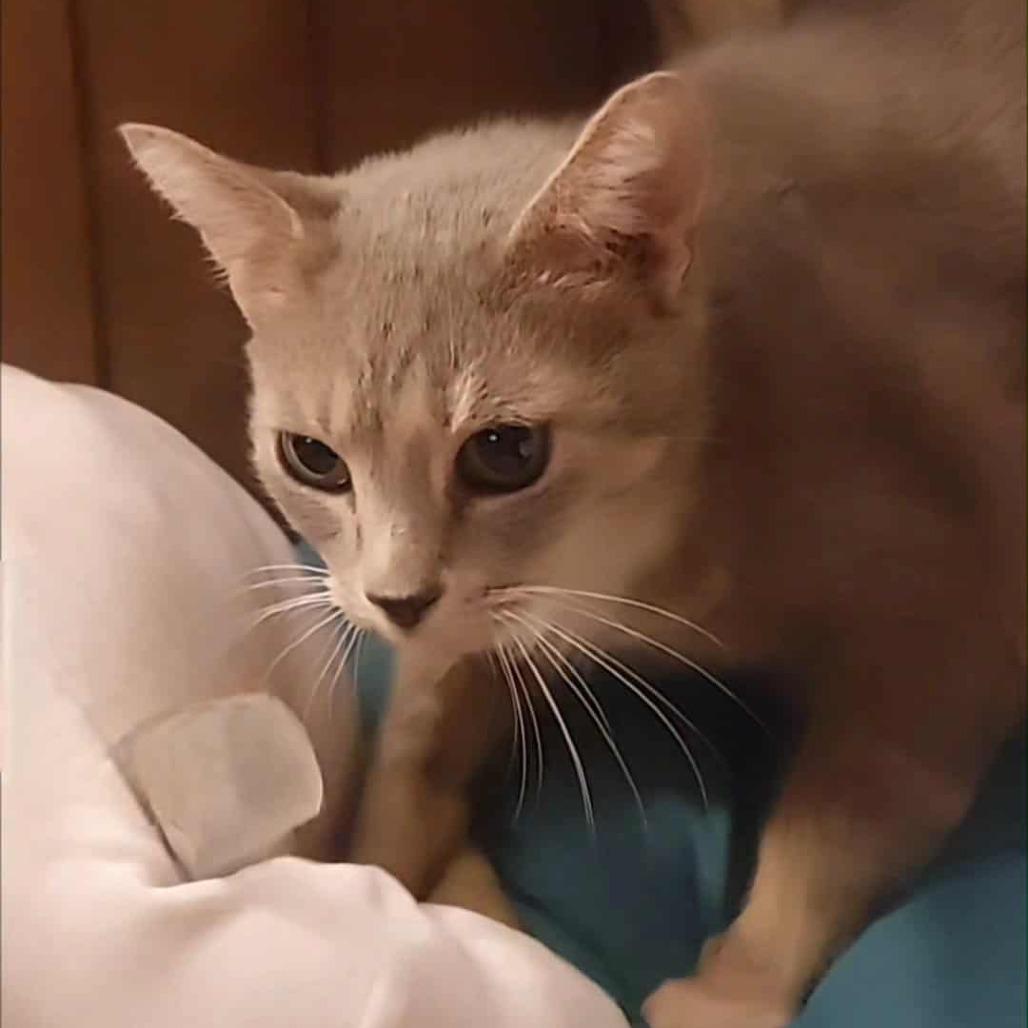 Free Sample — thumbnail 3