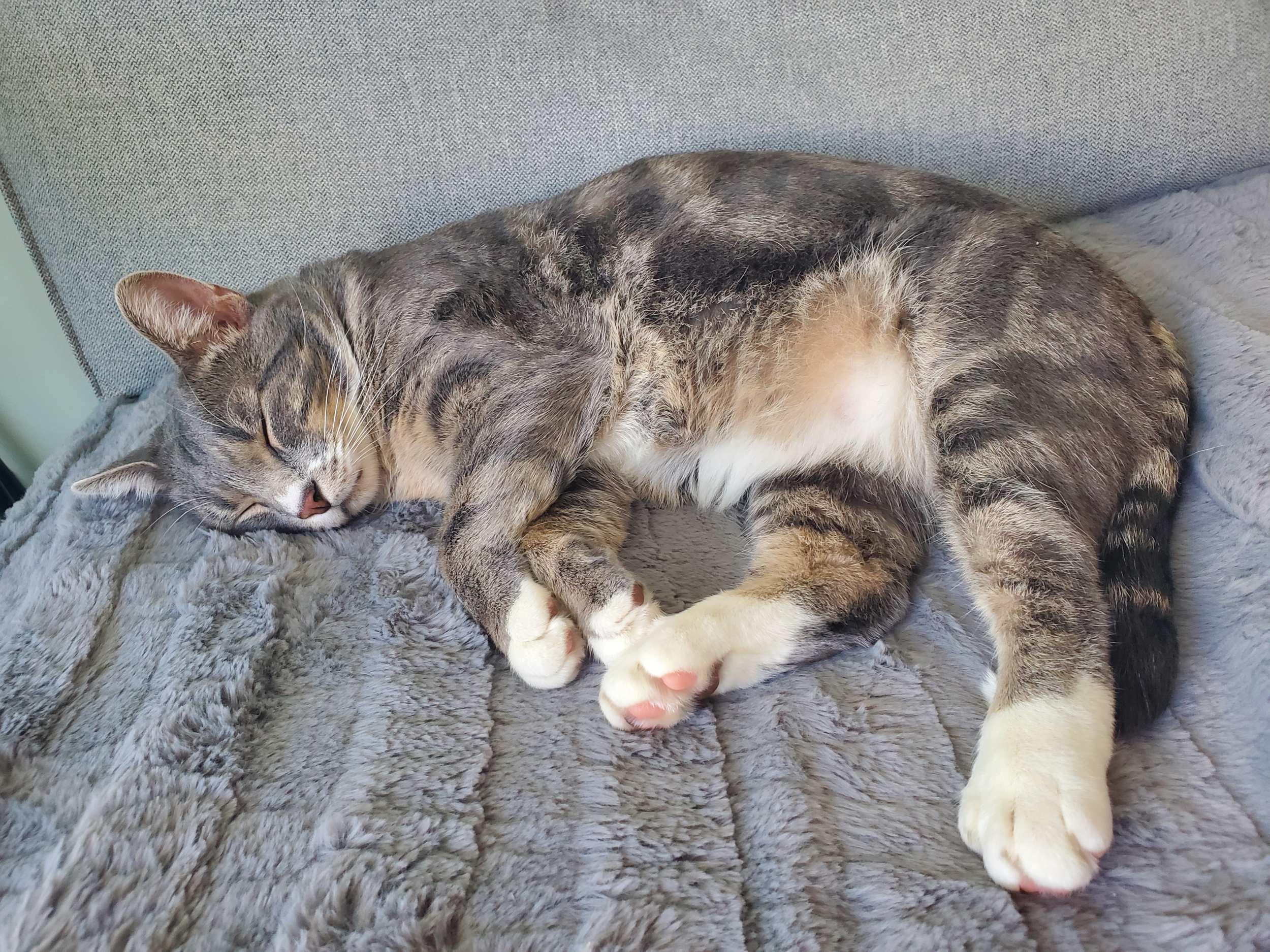 Poutine, a Adoptable Domestic Short Hair in Calgary, AB image 1/5