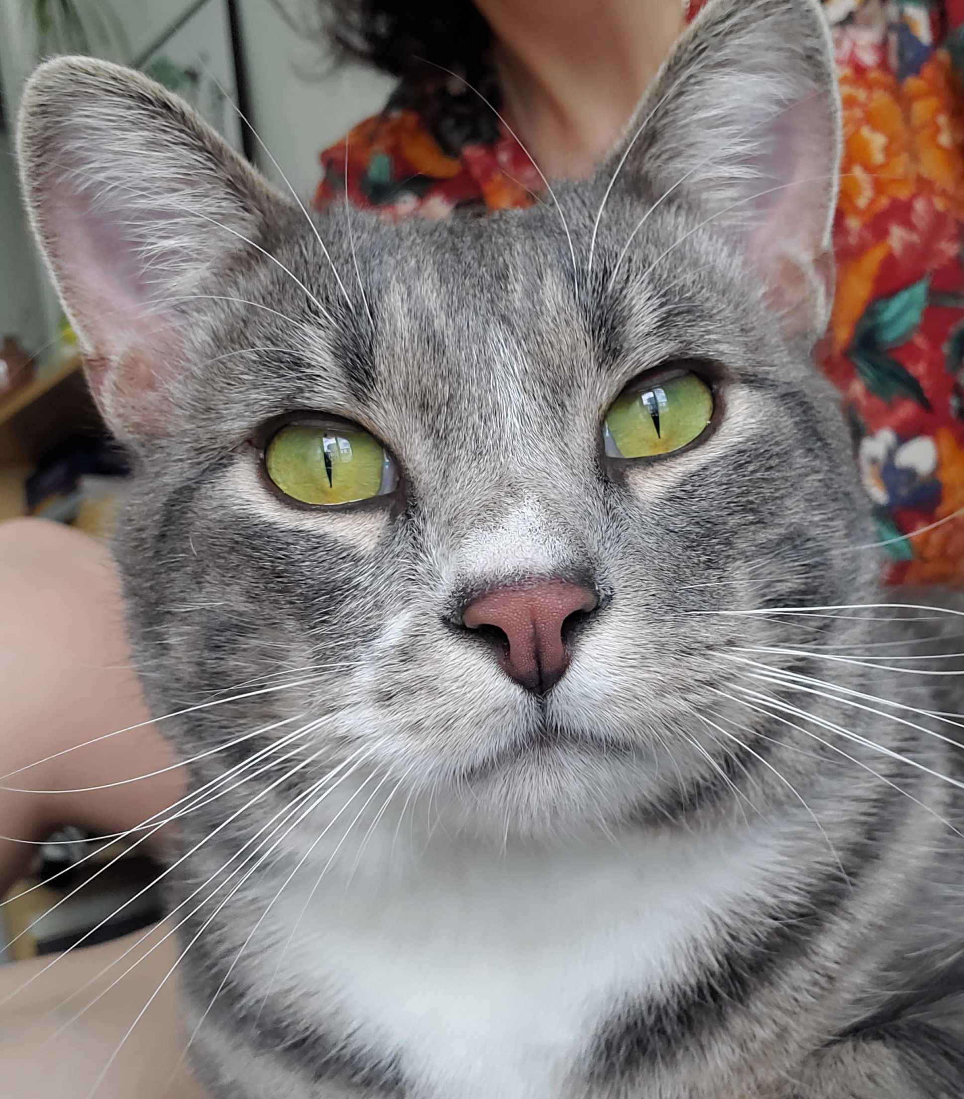 Poutine, a Adoptable Domestic Short Hair in Calgary, AB image 2/5