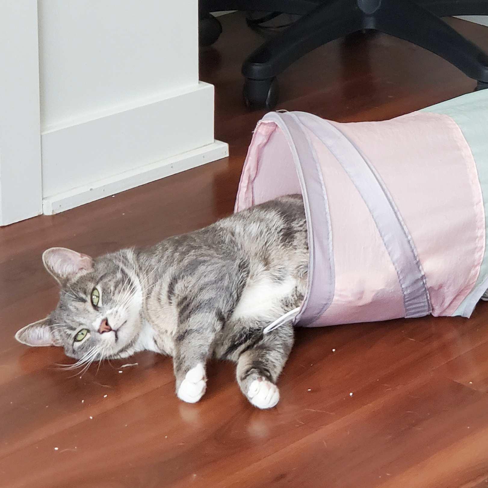 Poutine, a Adoptable Domestic Short Hair in Calgary, AB image 3/5