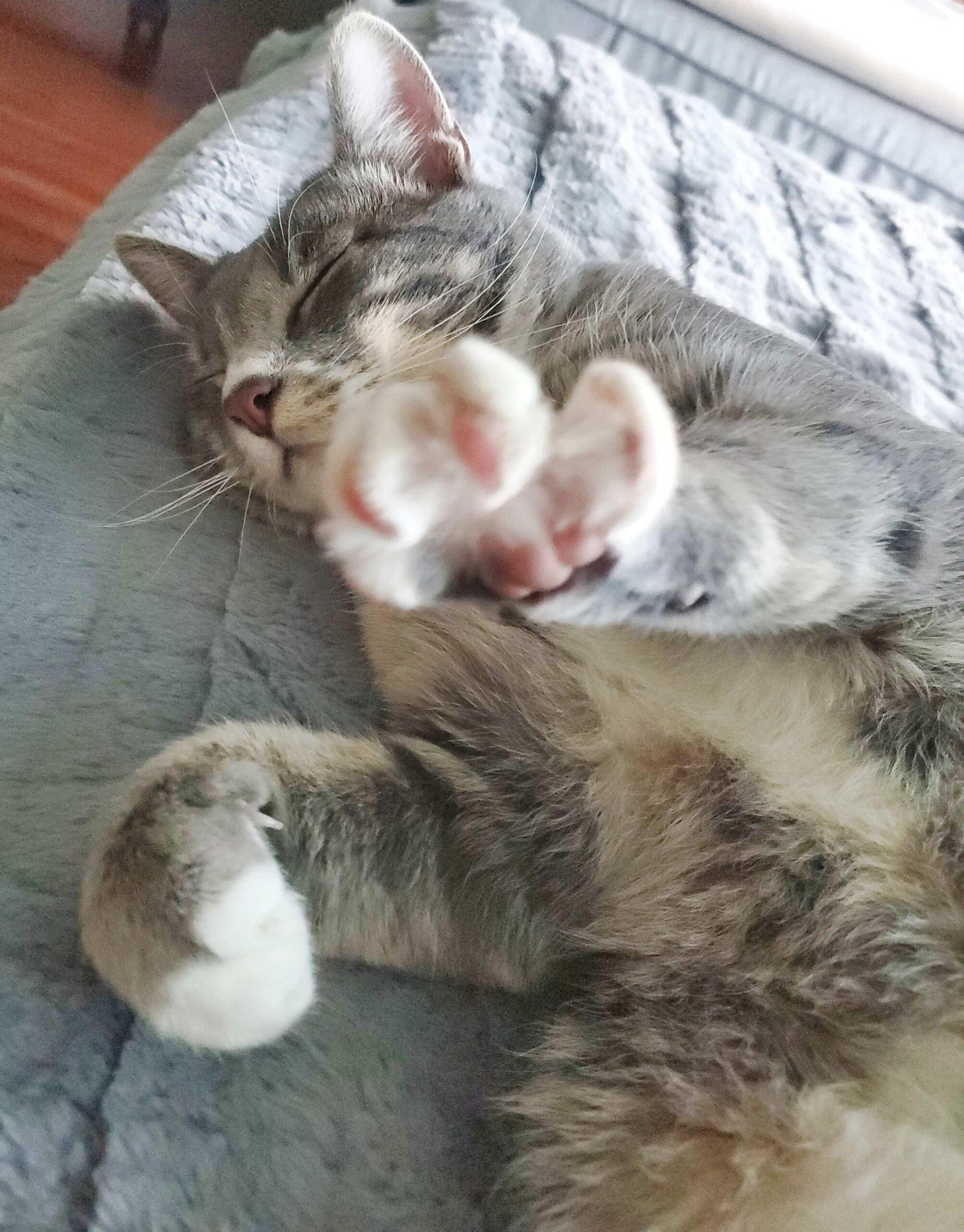 Poutine, a Adoptable Domestic Short Hair in Calgary, AB image 4/5