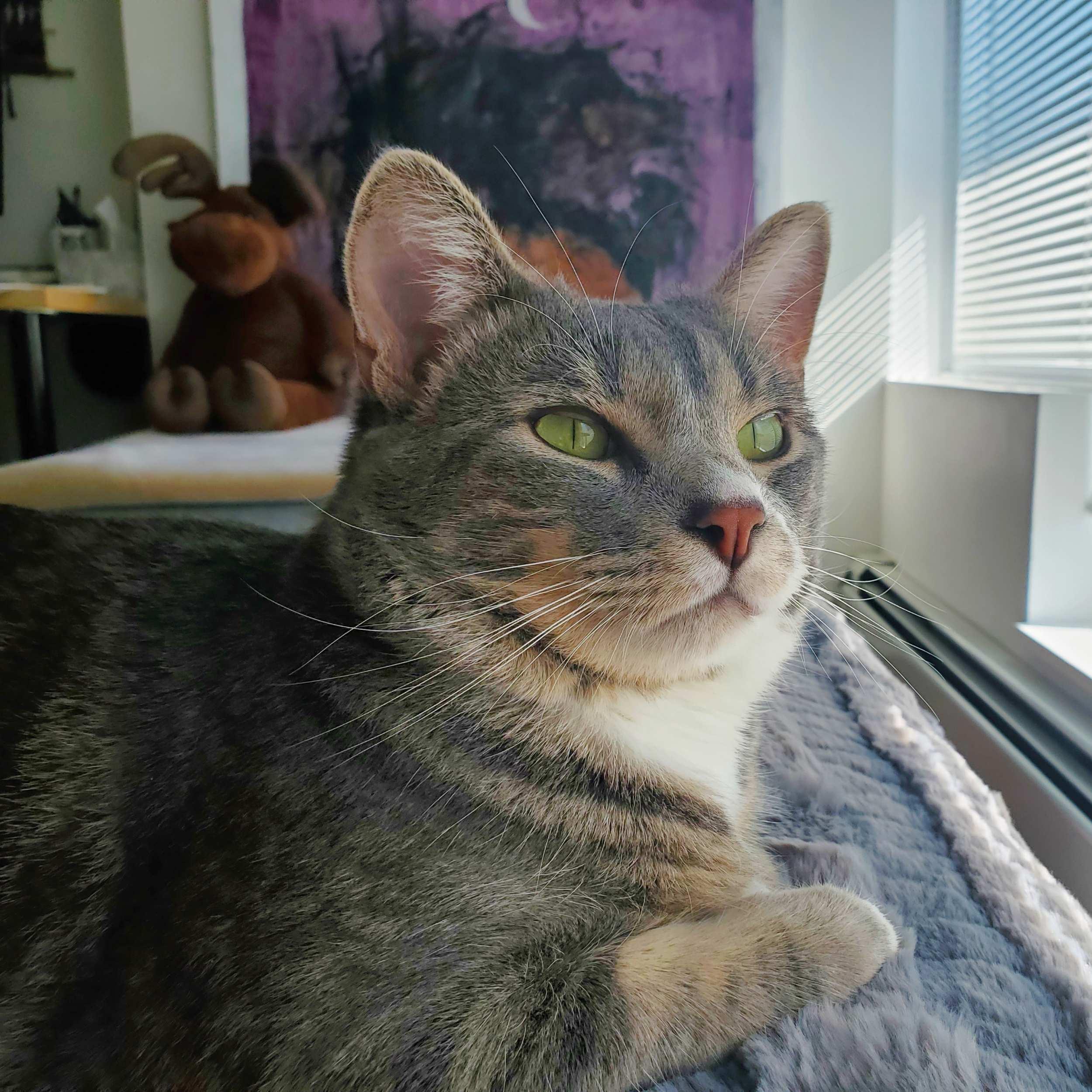 Poutine, a Adoptable Domestic Short Hair in Calgary, AB image 5/5