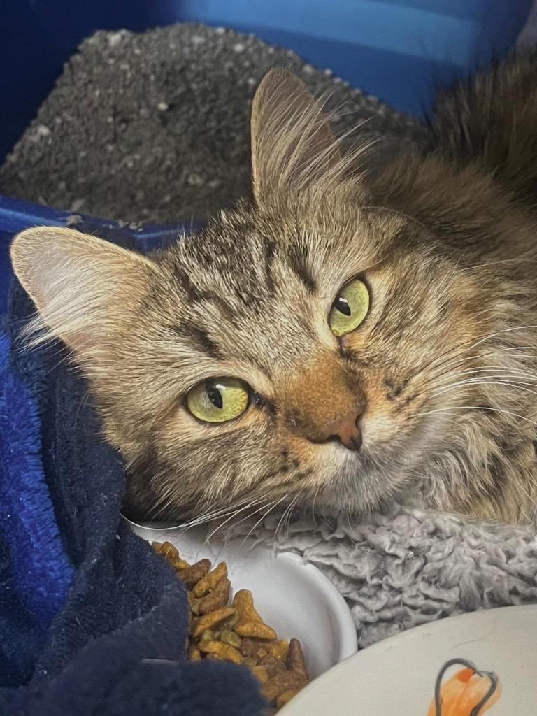 Cecile, Adoptable, Adult Female Domestic Long Hair.