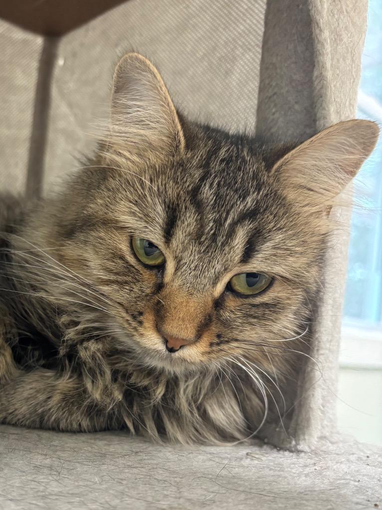 Enlarge Cecile, a Adoptable mixed breed in Fall River, MA image 2/6