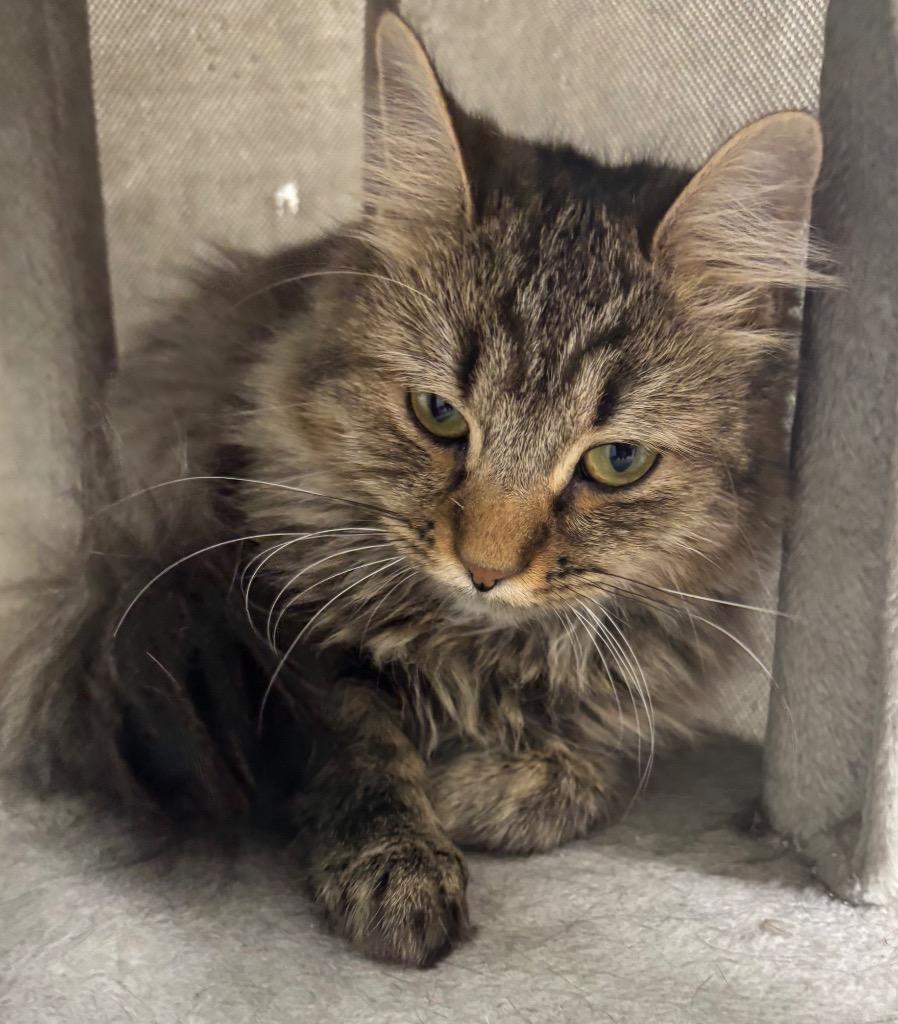 Enlarge Cecile, a Adoptable mixed breed in Fall River, MA image 3/6