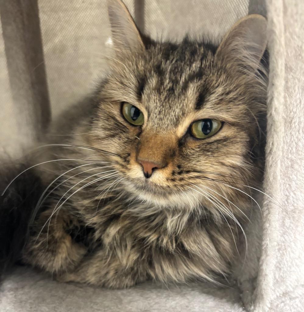 Enlarge Cecile, a Adoptable mixed breed in Fall River, MA image 4/6