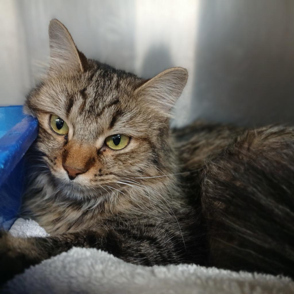 Enlarge Cecile, a Adoptable mixed breed in Fall River, MA image 5/6