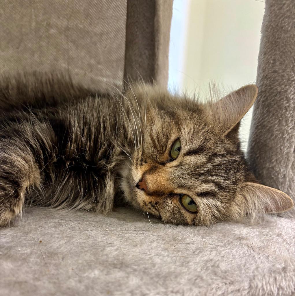 Enlarge Cecile, a Adoptable mixed breed in Fall River, MA image 6/6