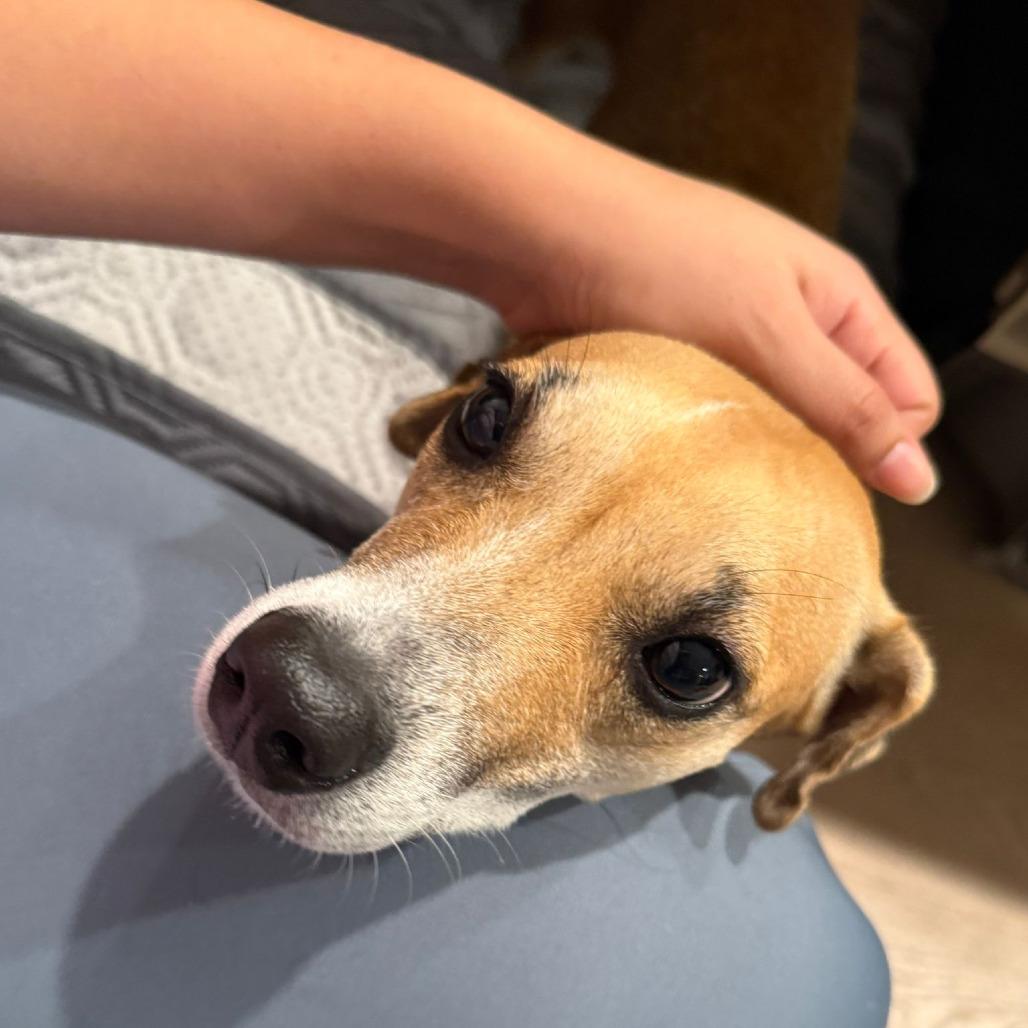 Lili, Adoptable, Adult Female Terrier.