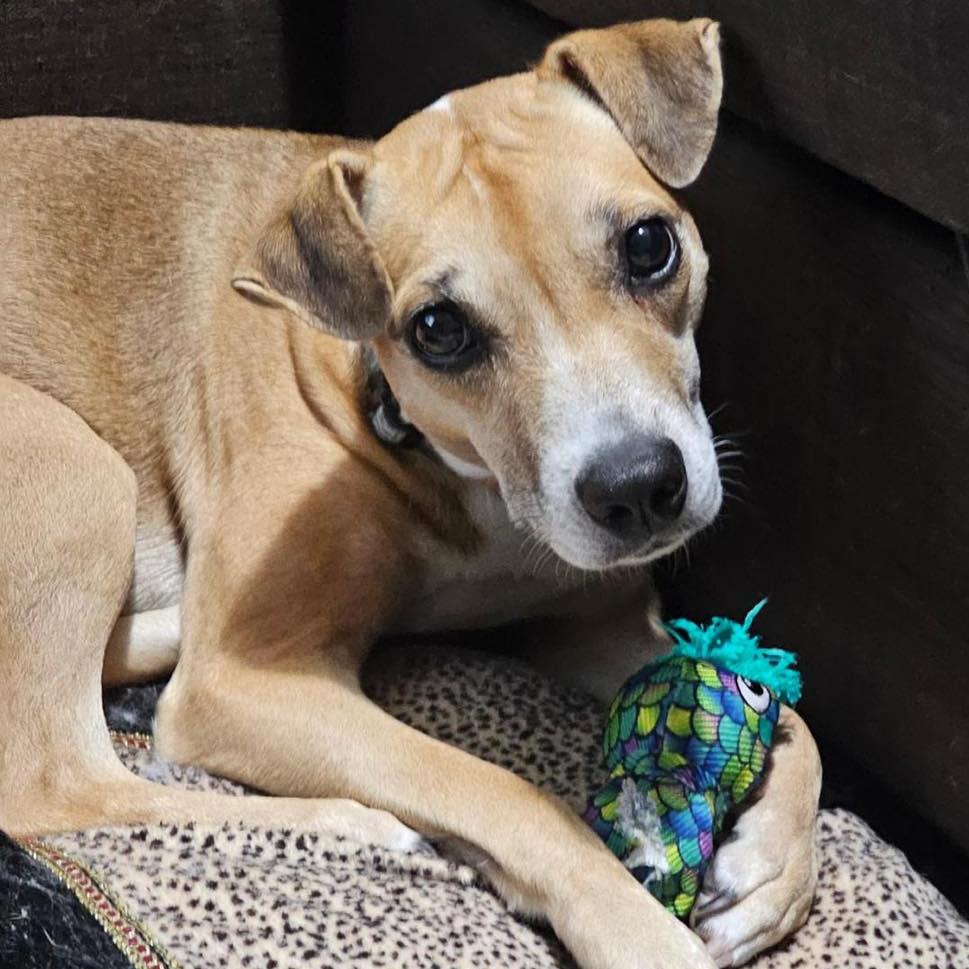 Enlarge Lili, a Adoptable Terrier in Lions Bay, BC image 2/3