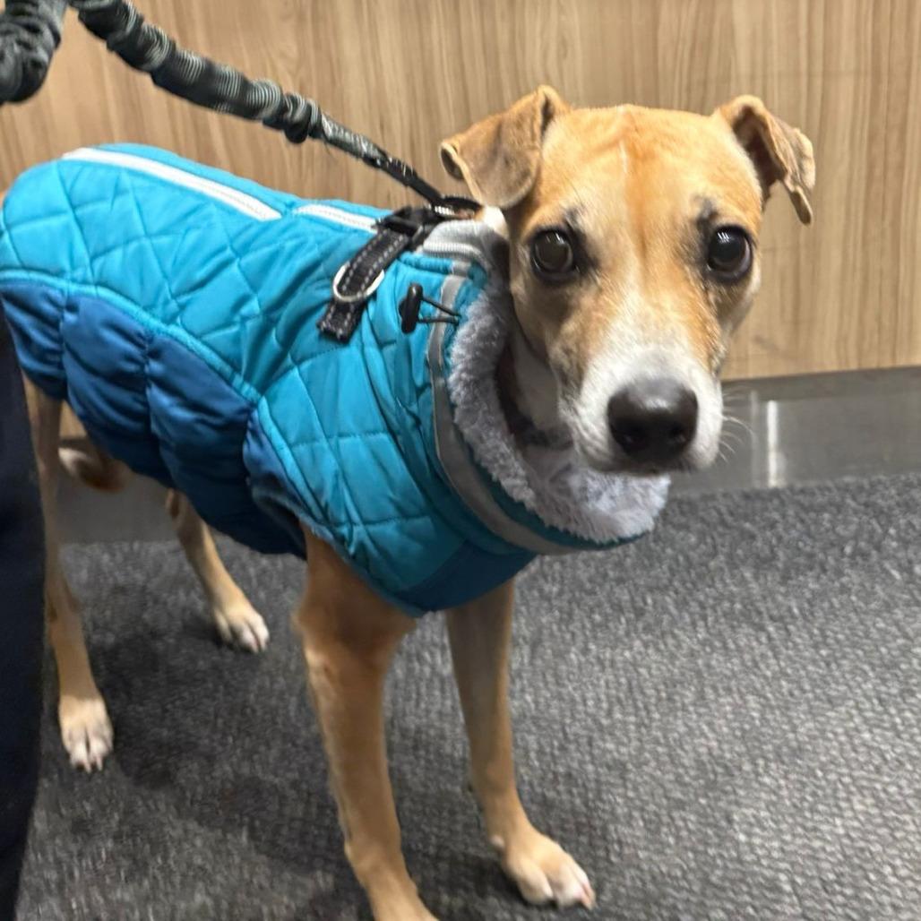 Enlarge Lili, a Adoptable Terrier in Lions Bay, BC image 3/3