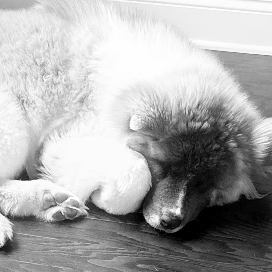 Enlarge Wookiee, a Adoptable mixed breed in Smithfield, NC image 2/6