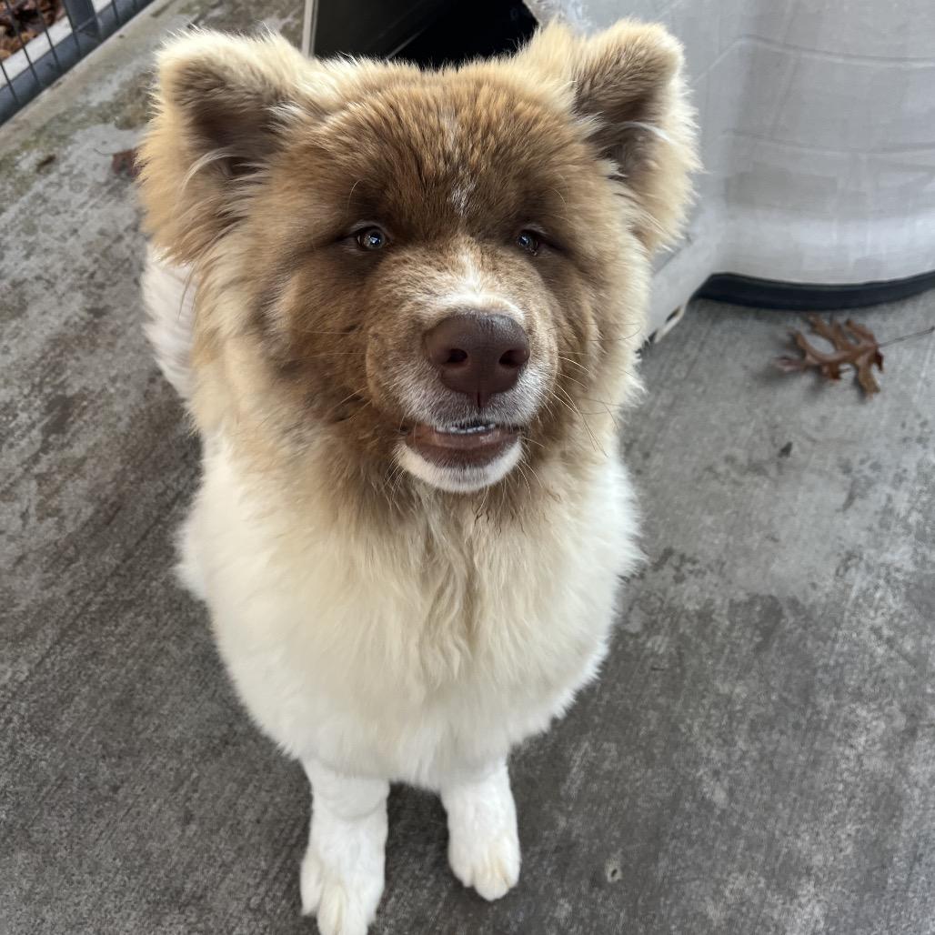 Enlarge Wookiee, a Adoptable mixed breed in Smithfield, NC image 3/6