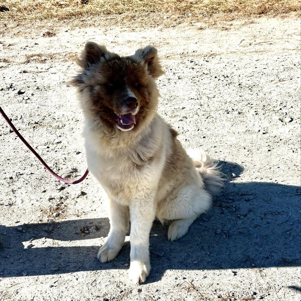 Enlarge Wookiee, a Adoptable mixed breed in Smithfield, NC image 5/6