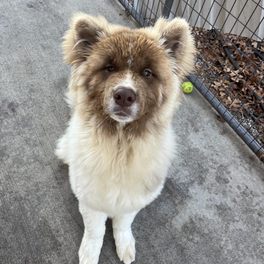Enlarge Wookiee, a Adoptable mixed breed in Smithfield, NC image 6/6