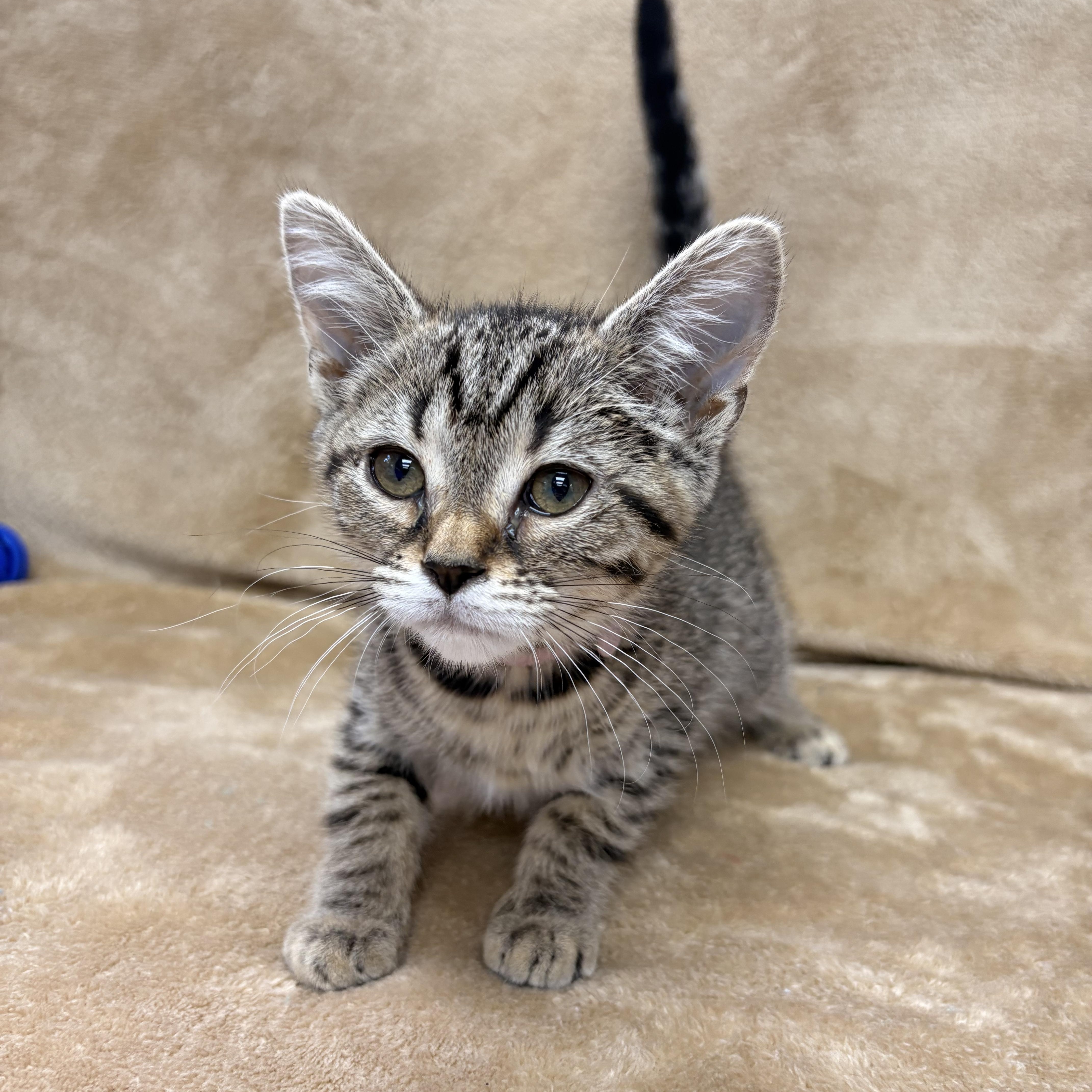 River, a Adoptable Domestic Short Hair in White Oak, PA image 1/2