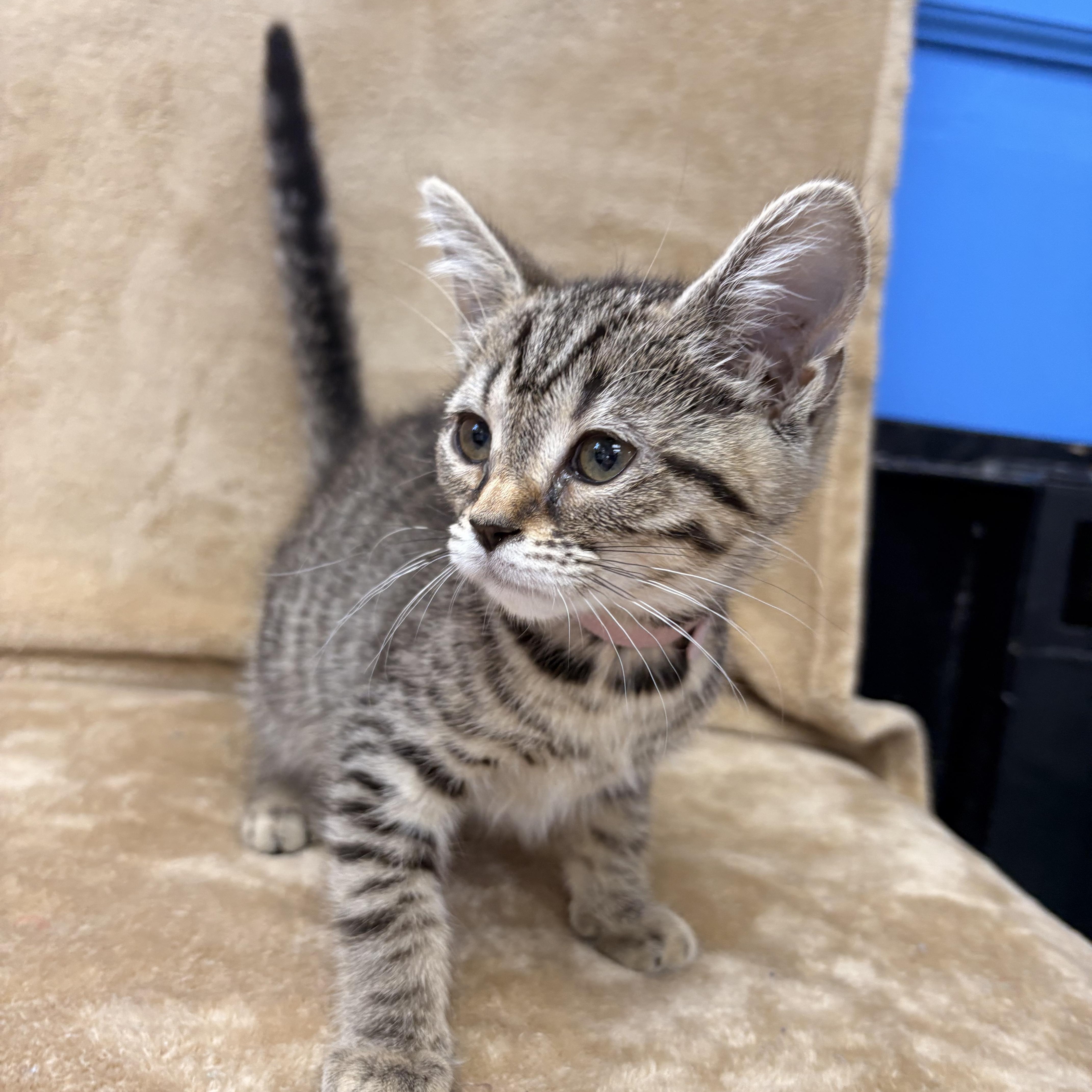 River, a Adoptable Domestic Short Hair in White Oak, PA image 2/2