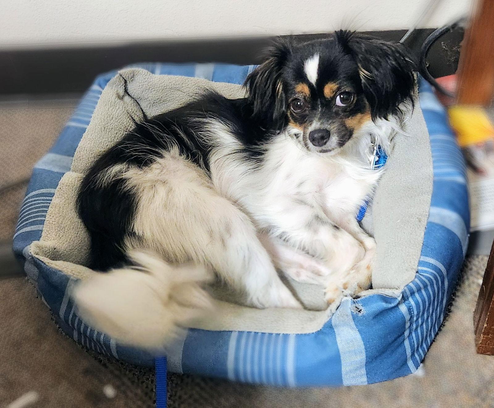 JJ, Adopted, Young Male Cavalier King Charles Spaniel & Shih Tzu.