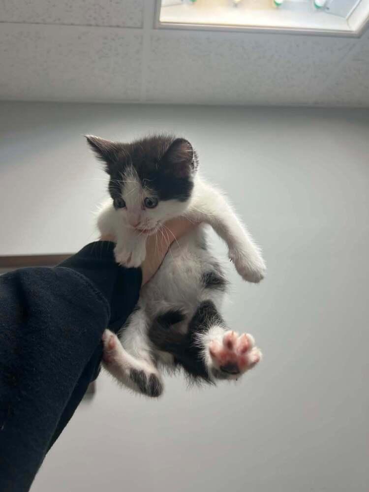 Ponyo, Adoptable, Kitten Female Domestic Short Hair.