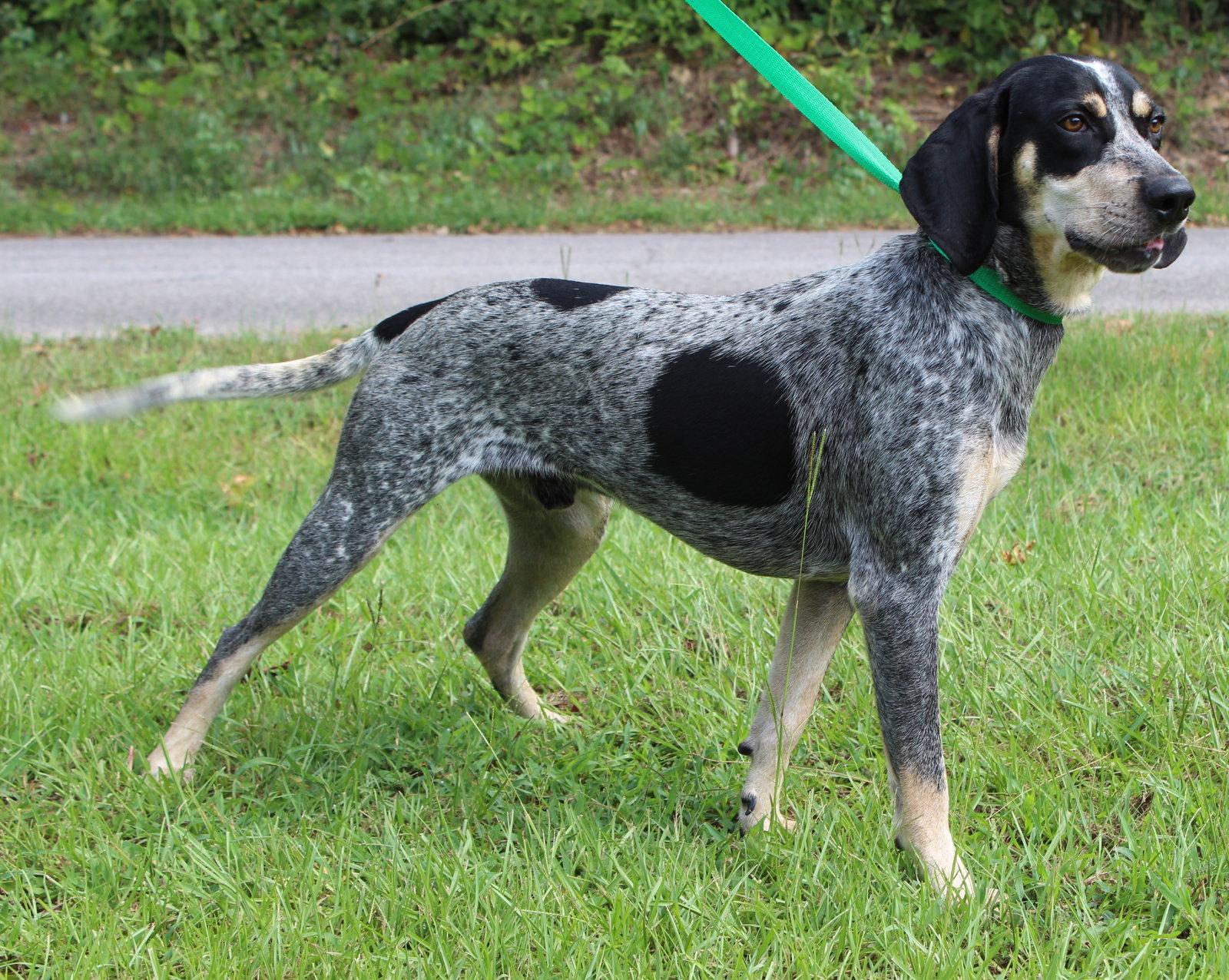 Enlarge Odin 43906, a Adoptable Bluetick Coonhound in Prattville, AL image 1/3