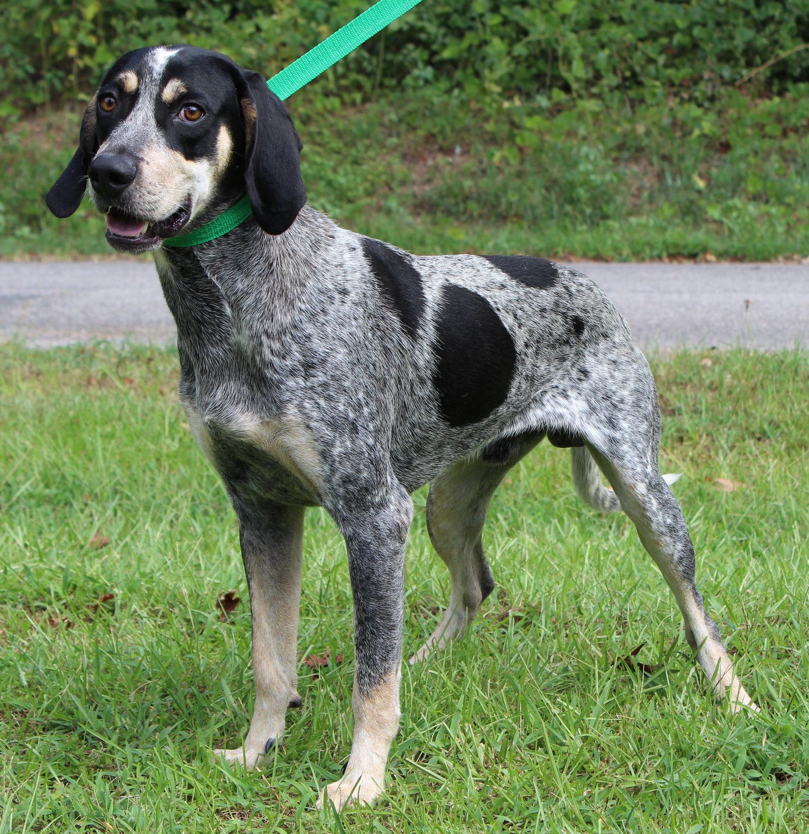 Enlarge Odin 43906, a Adoptable Bluetick Coonhound in Prattville, AL image 2/3
