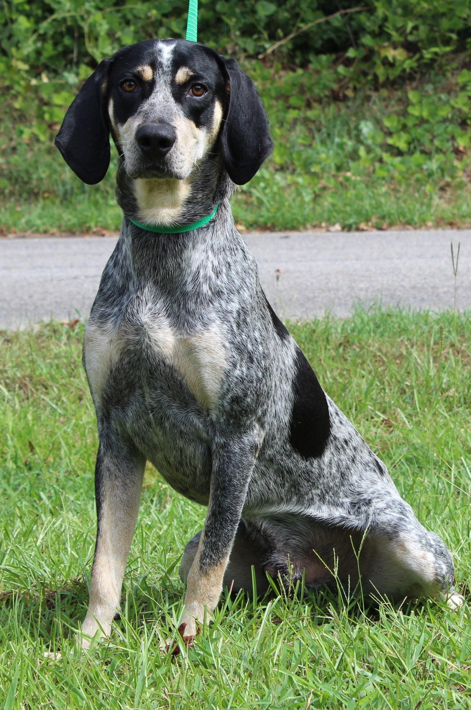 Enlarge Odin 43906, a Adoptable Bluetick Coonhound in Prattville, AL image 3/3
