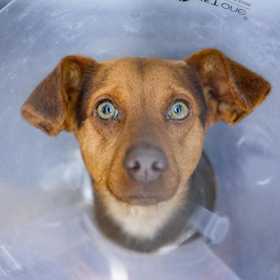 Enlarge Bread, a Adoptable Terrier in Bradenton, FL image 1/1