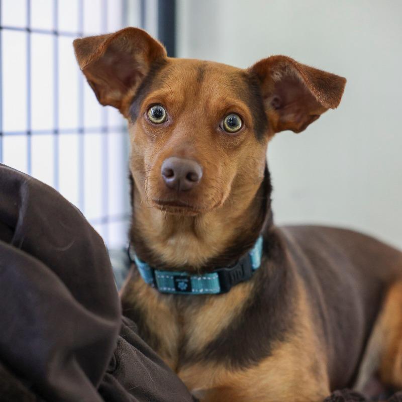 Enlarge Bread, a Adoptable Terrier in Bradenton, FL image 1/3