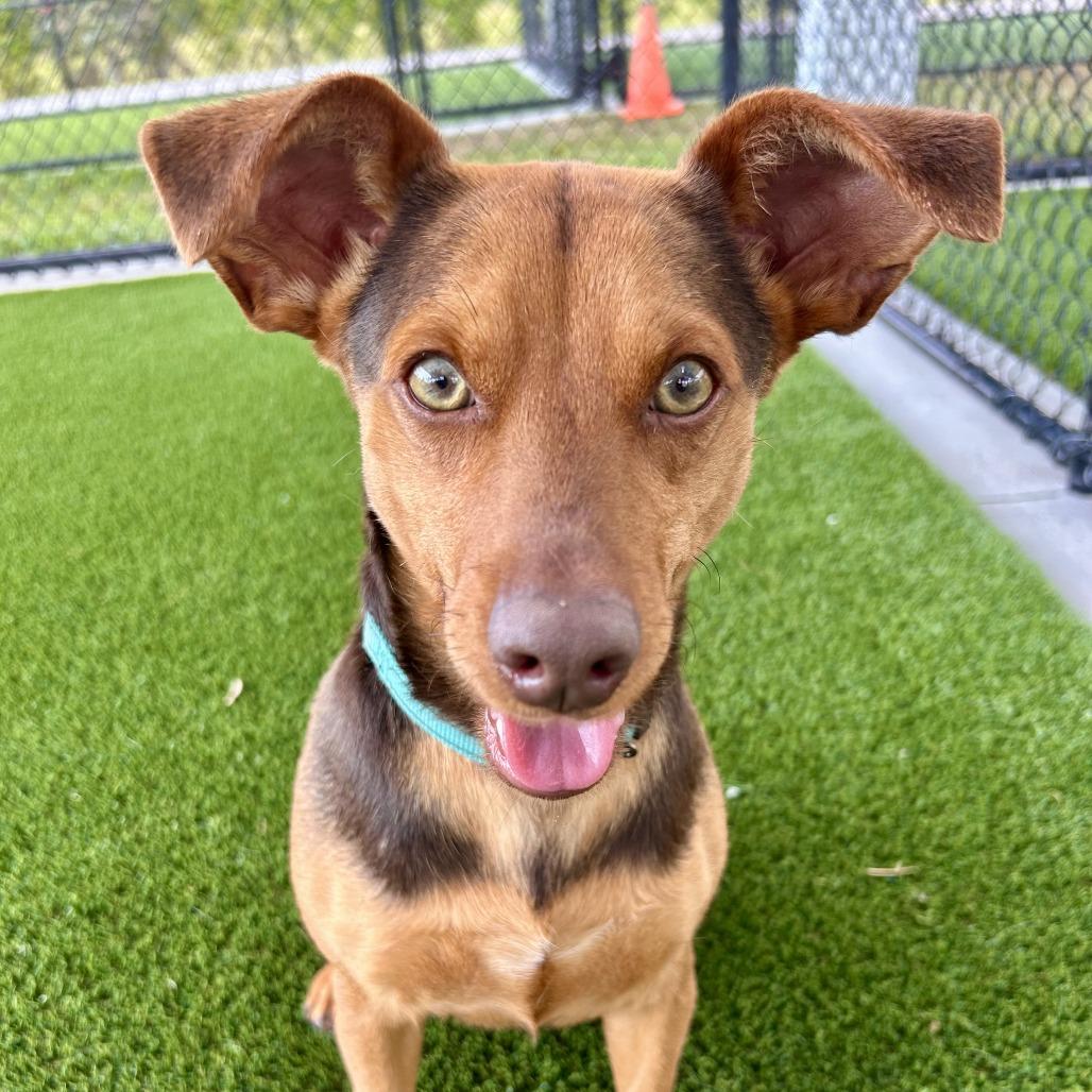 Enlarge Bread, a Adoptable Terrier in Bradenton, FL image 2/3