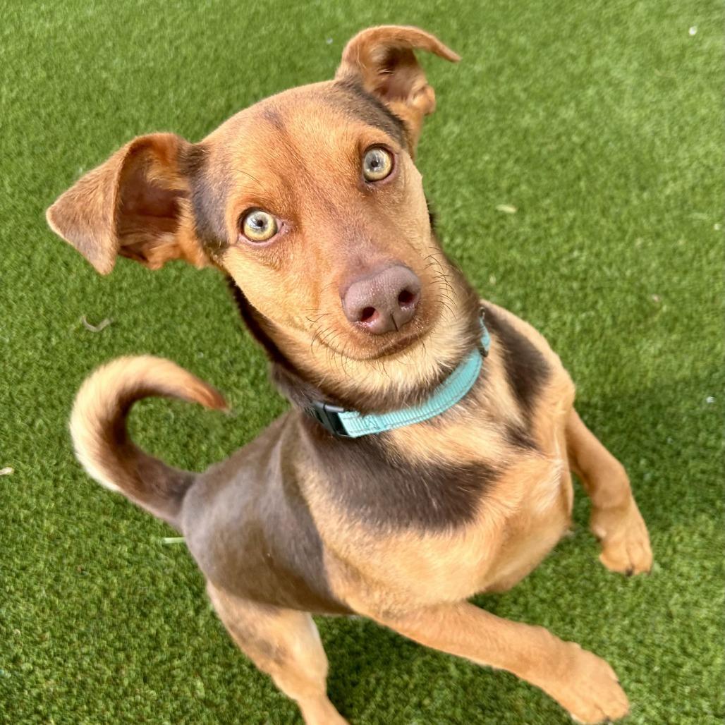 Enlarge Bread, a Adoptable Terrier in Bradenton, FL image 3/3