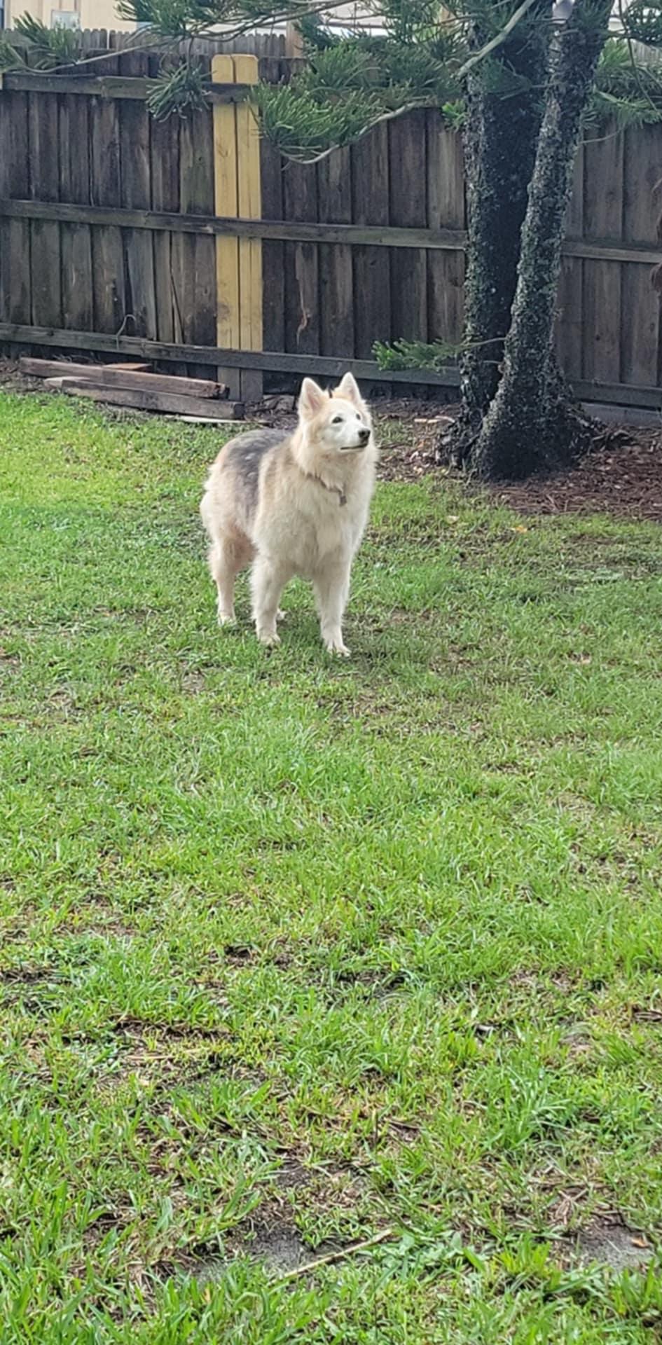 Akira