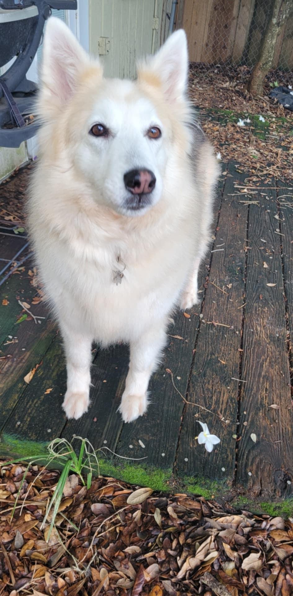 Akira