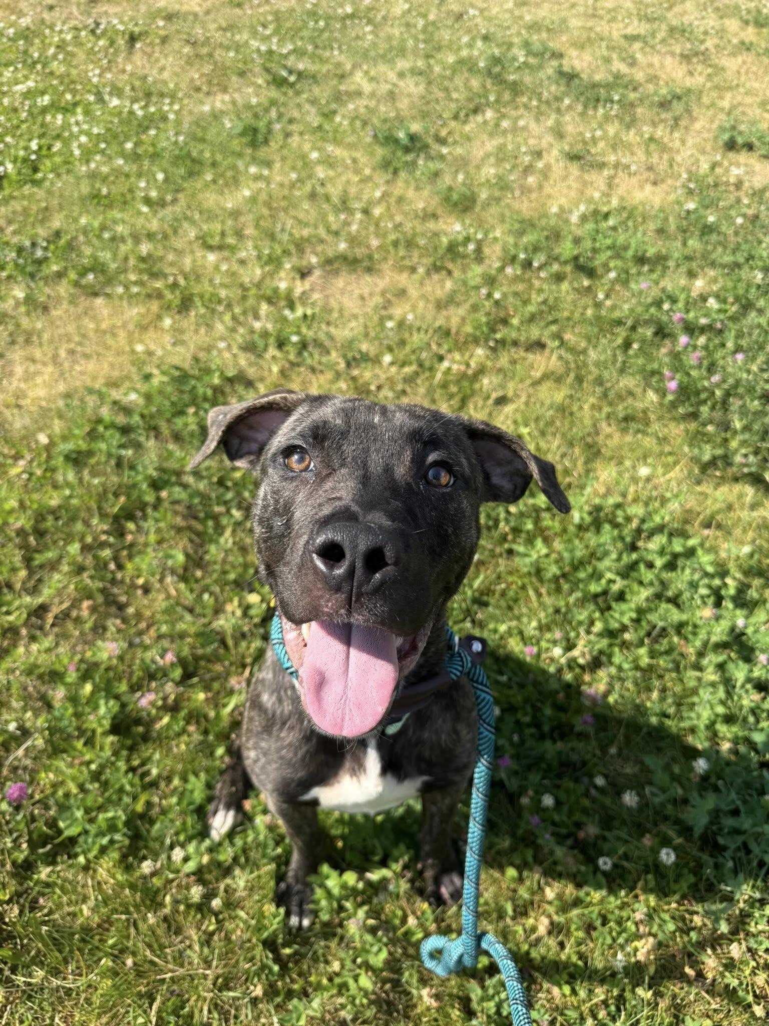 Winston, a ADOPTABLE mixed breed in Cleveland, OH image 2/6