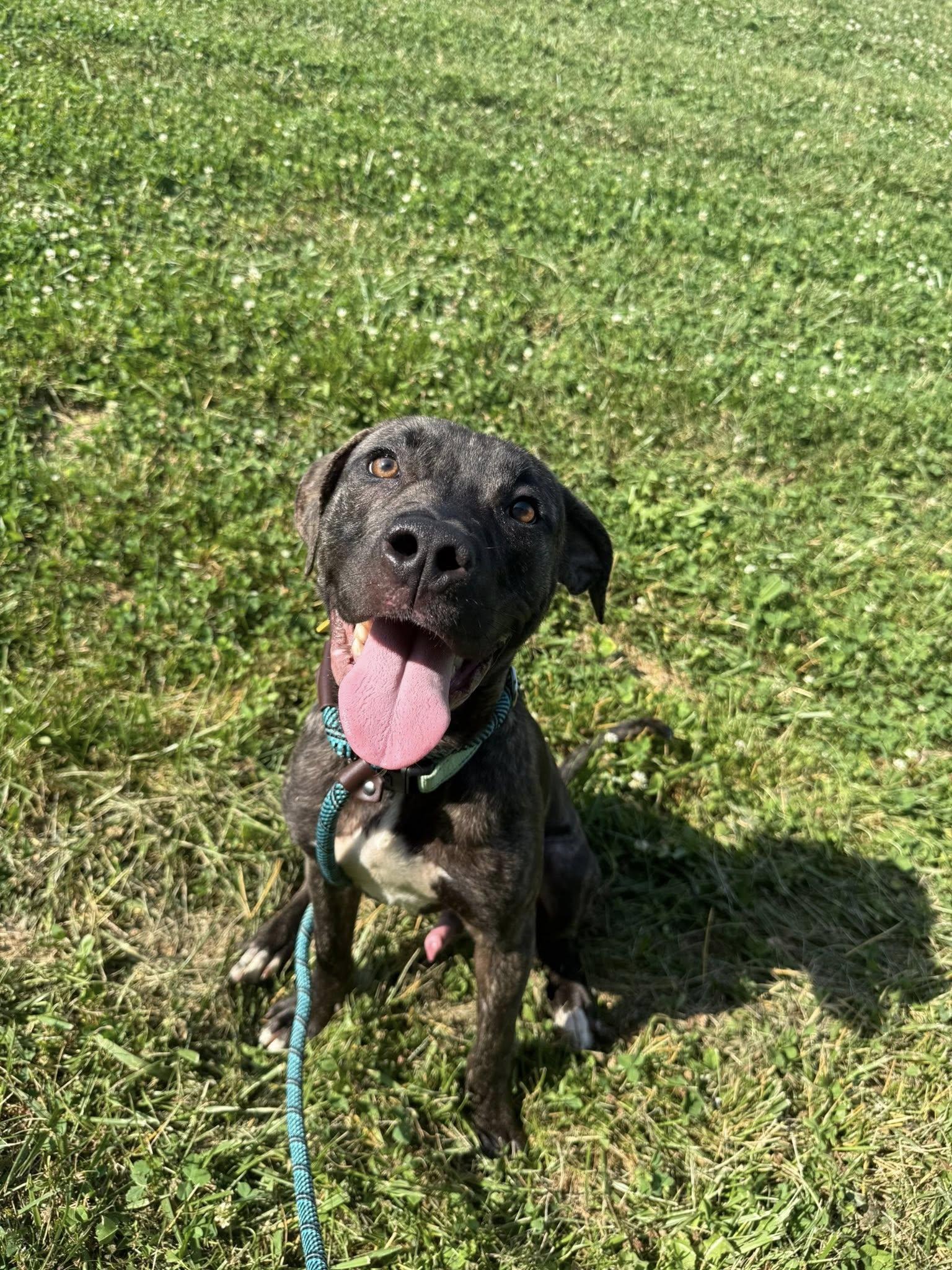 Winston, a ADOPTABLE mixed breed in Cleveland, OH image 5/6