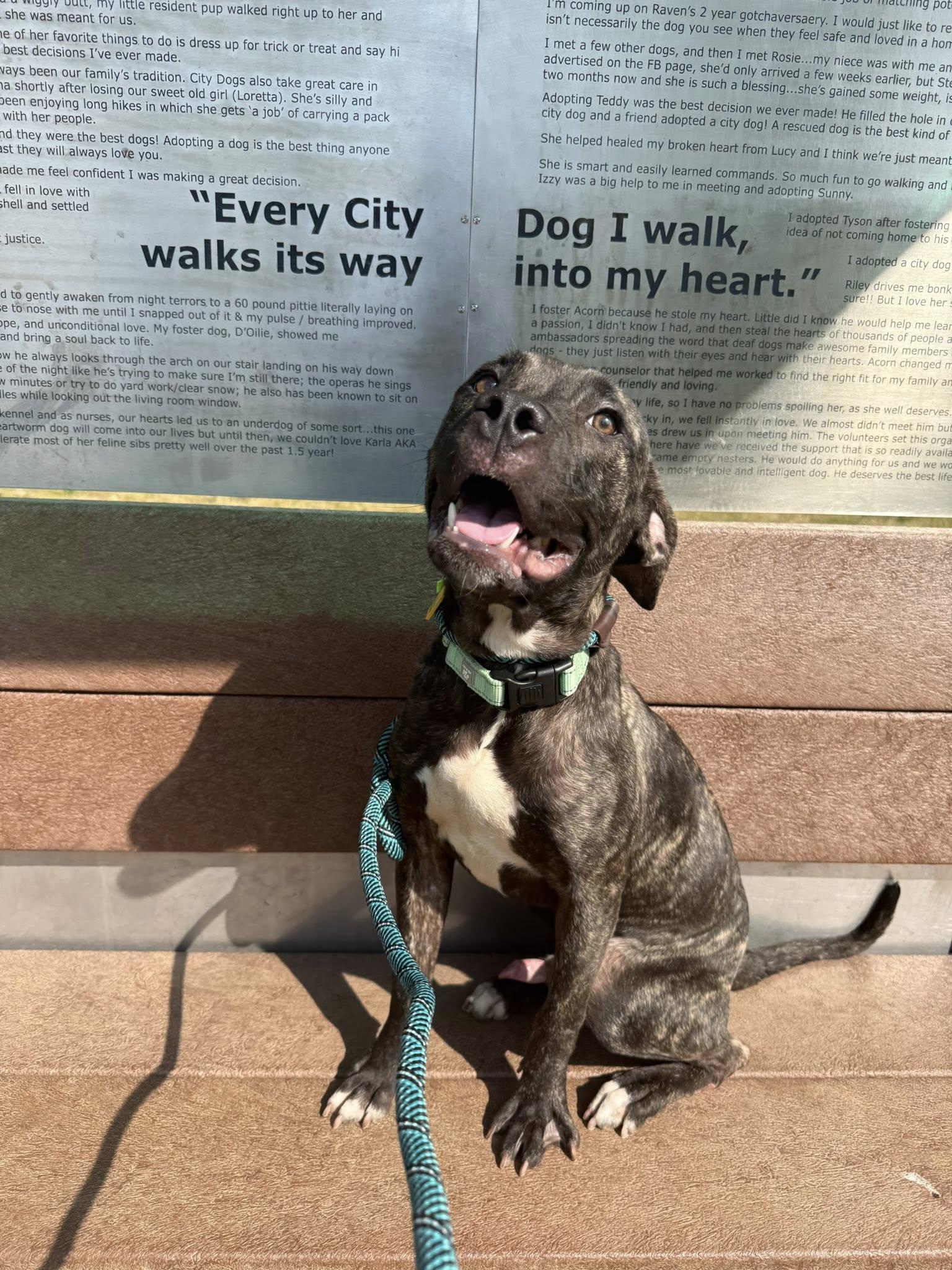 Winston, a ADOPTABLE mixed breed in Cleveland, OH image 4/6