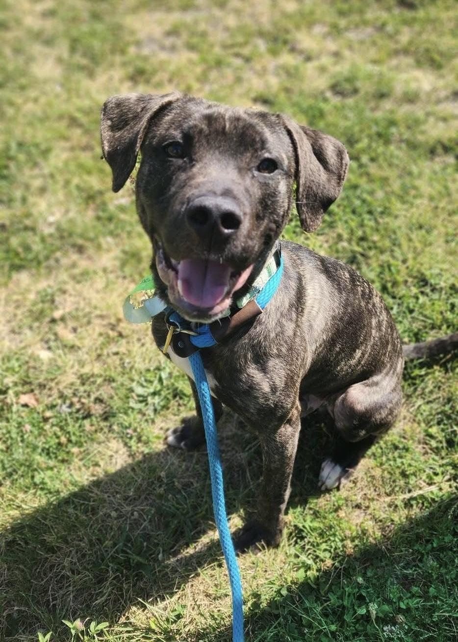 Winston, a ADOPTABLE mixed breed in Cleveland, OH image 6/6