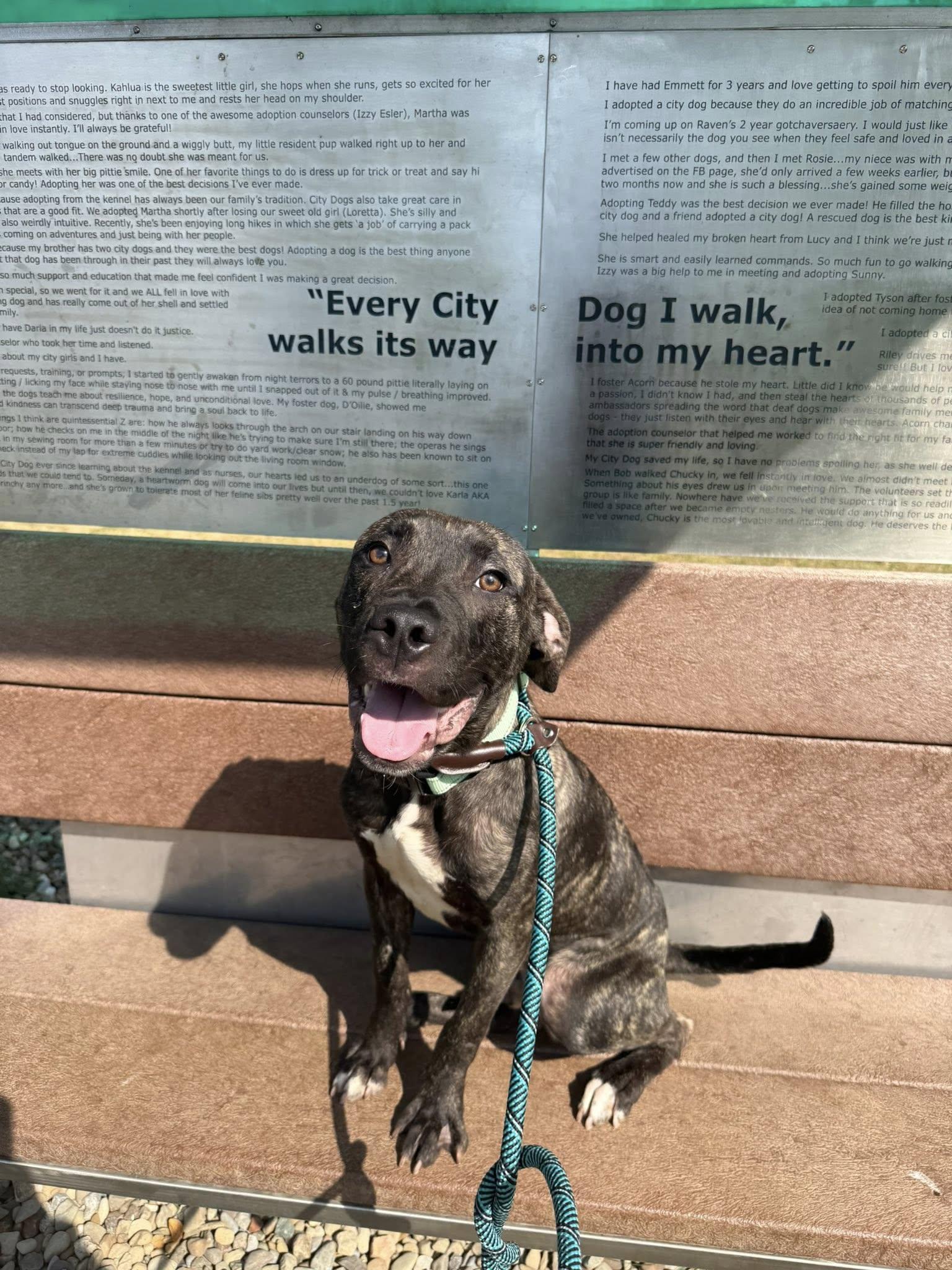 Winston, a ADOPTABLE mixed breed in Cleveland, OH image 3/6