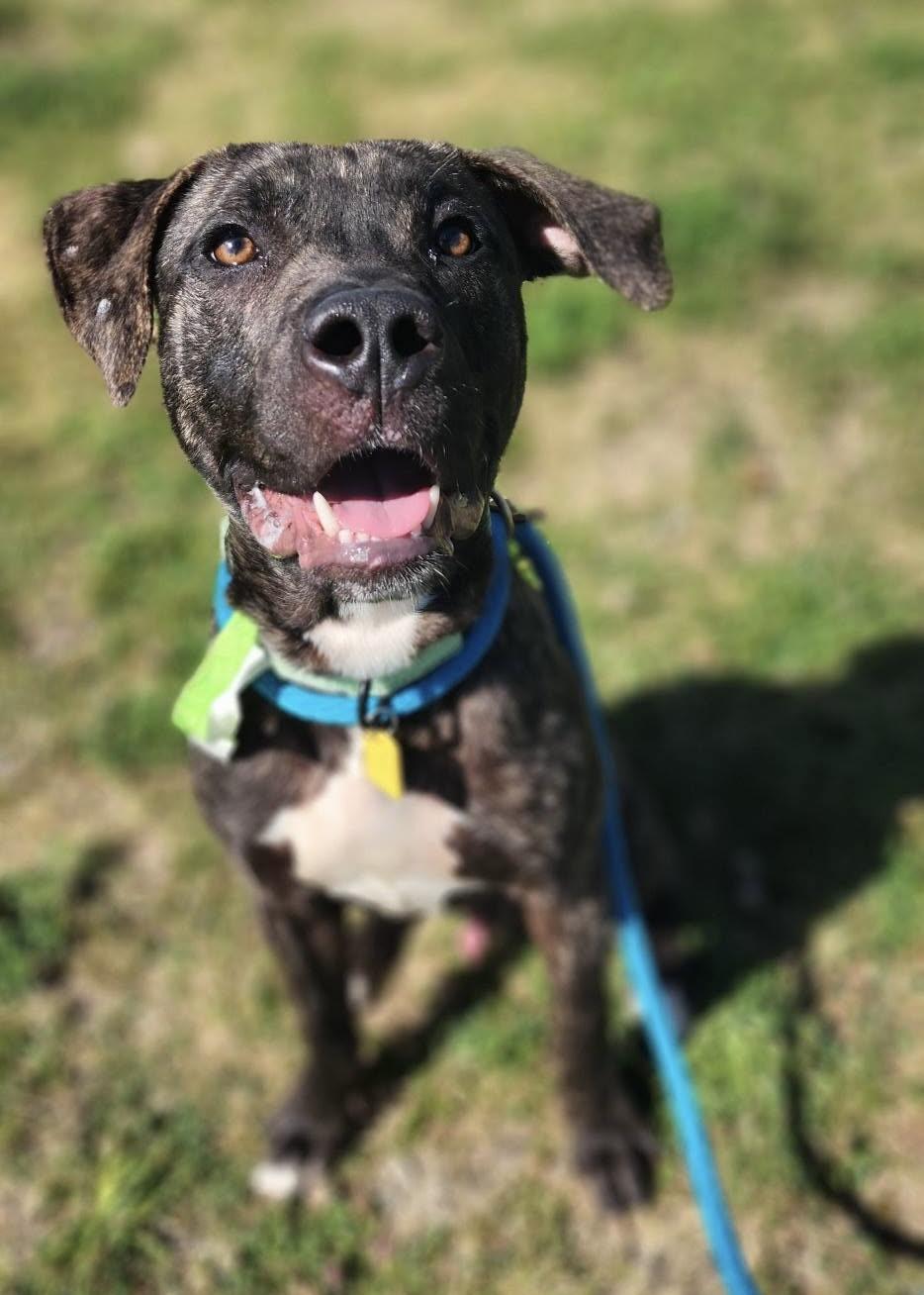 Winston, a ADOPTABLE mixed breed in Cleveland, OH image 1/6
