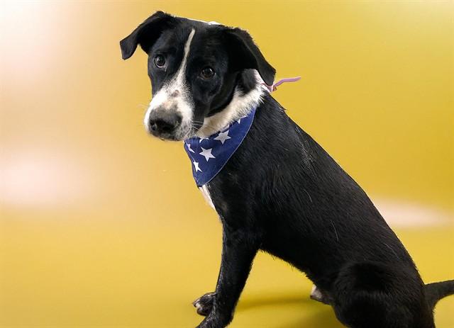 FRANK, Adoptable, Young Male Pointer & Mixed Breed.