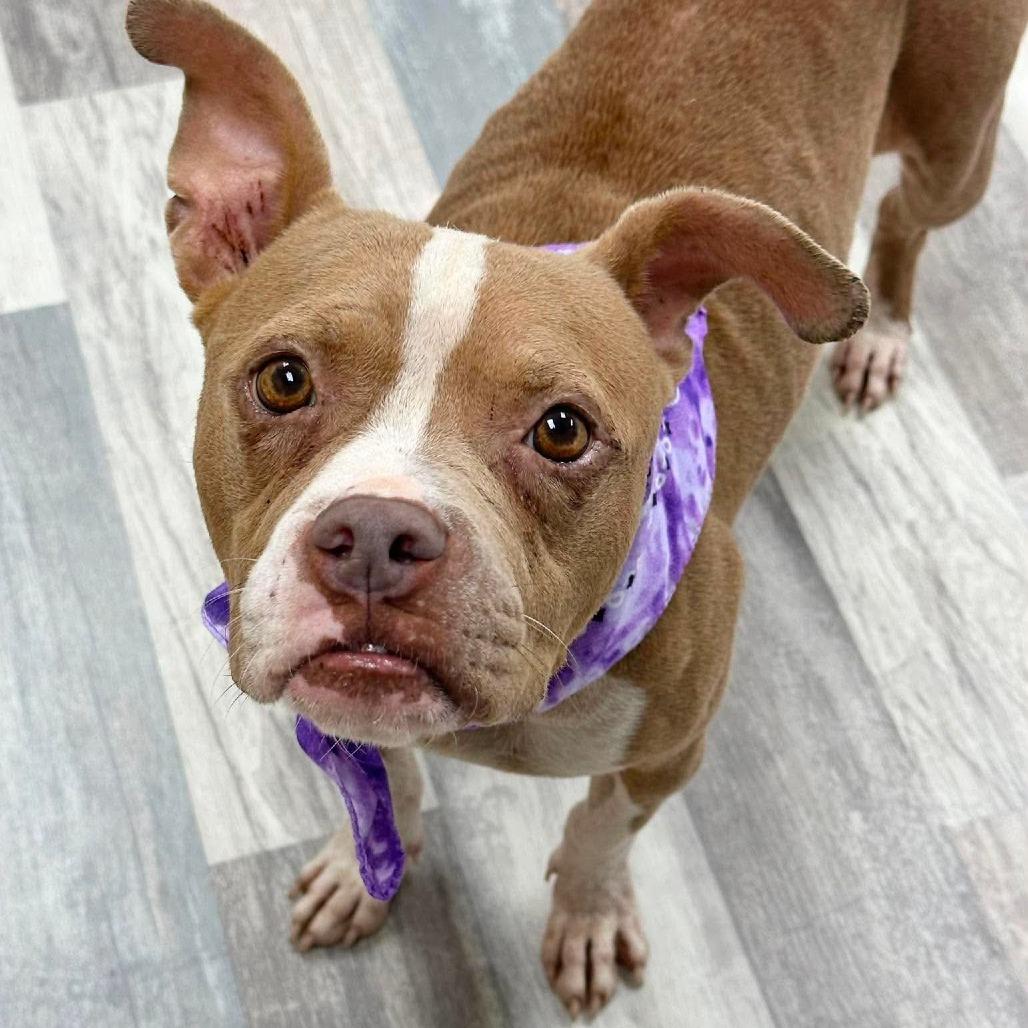 Abby, Adoptable, Adult Female English Bulldog.