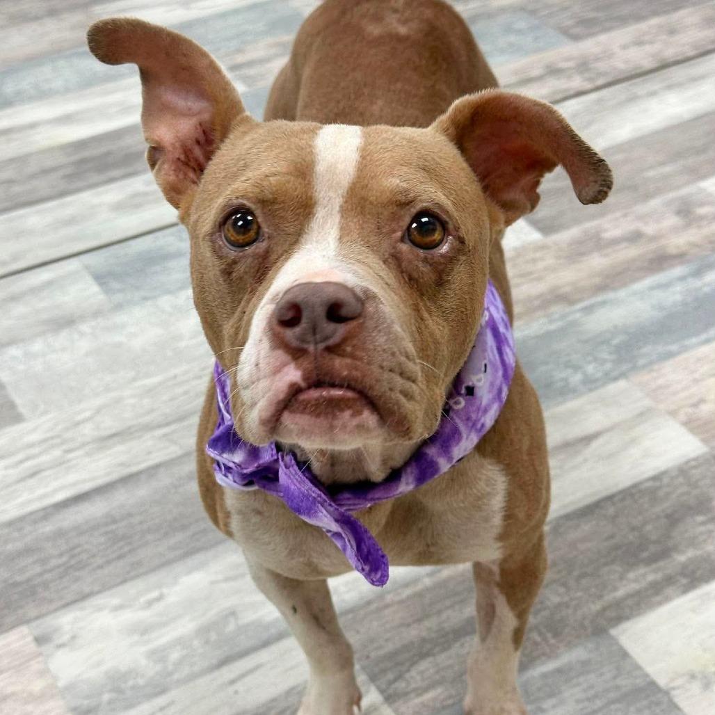 Enlarge Abby, a Adoptable English Bulldog in Lufkin, TX image 2/4