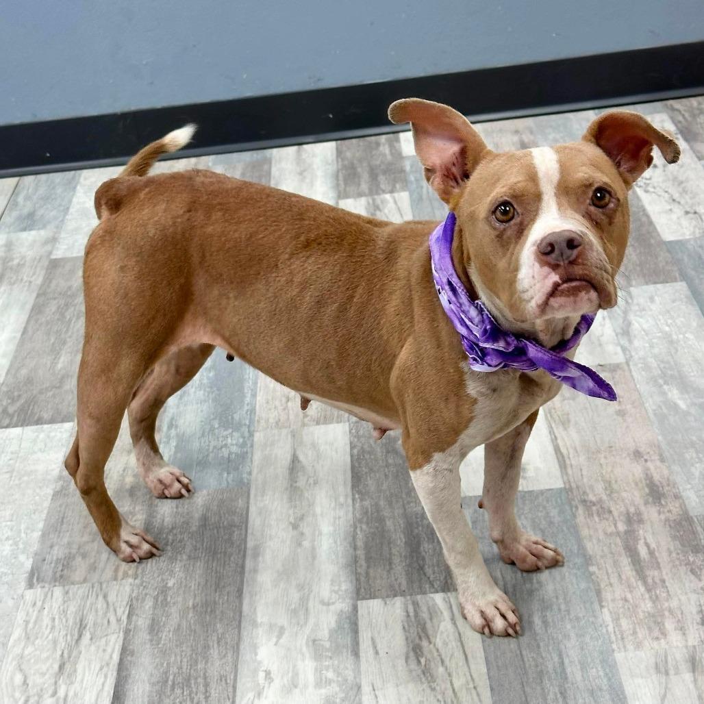 Enlarge Abby, a Adoptable English Bulldog in Lufkin, TX image 3/4